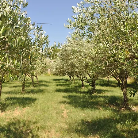 Πανσιόν Terre D'oliviers 3*